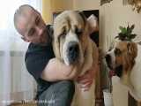 بزرگترین سگ های جهان - 5 سگ بزرگ دنیا - سگ های خطرناک و بزرگ 2021