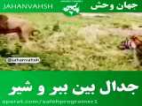 حیوانات وحشی / جدال بین ببر و شیر / نبرد حیوانات / مستند حیوانات