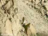 مشاهده پلنگ ایرانی در منطقه دنا