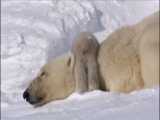 نخستین‌ گام‌های توله‌ خرس‌های قطبی