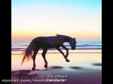 دویدن اسب زیبا نیست؟