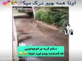 کلیپ غم انگیز /سگ و گربه/دنبال=دنبال