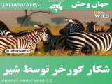 حیوانات جدید / کلیپ نبرد و حمله حیوانات / شکار گورخر توسط شیر