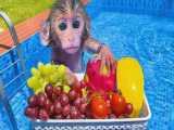 میوه خوردن میمون و توله سگ در استخر