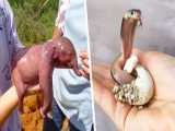 نوزادان تازه متولد شده حیوانات که کمتر دیده شدن!