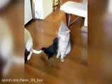 ویدیویی از یک سگ و گربه که با یک کلاغ ارتباط دوستانه جالبی دارند