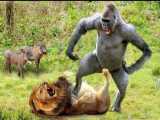 حیات وحش، حمله شیر به گراز/نبرد بابون در مقابل شیر