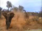 دانلود فیلم ترسناک حیوانات - فیل بسیار عصبانی و نبرد شیر و پلنگ بالای دخت HD
