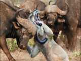 مستند حیات وحش - حمله شیر به بوفالوها - جنگ حیوانات