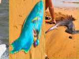 صید ماهی و موجودات عجیب غریب دریایی از ساحل و دریا - قسمت 4