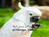 پرندگان زینتی۲        @Vikings_VRBID