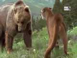 حمله خرس به شیر کوهی 