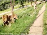 حمله شیر نر به ببر در باغ وحش