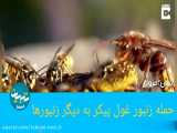 حمله زنبور غول پیکر به زنبورهای عسل-تبیان امروز