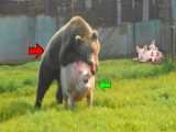 حملات باورنکردنی خرس به دوربین و حیوانات