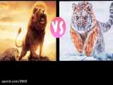 مقایسه شیر و ببر تصویری