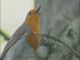 آواز زیبای پرندگان در حیات وحش