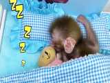 Baby monkey Bon Bon goes to do the laundry and playing with the puppy