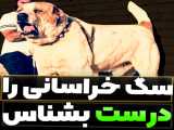 سگ خراسانی،یکی از بهترین نژادهای ایرانی را بهتر بشناسید