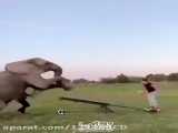 الاکلنگ بازی با فیل خخخخخ