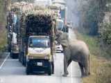 فیل مانع عبور کامیون ها برای سرقت دسته های نیشکر می شود