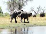 مستند حیات وحش | حمله فیل مادر به شیرها