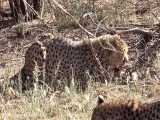 مستند حیات وحش | حمله مرگبار چیتاها به شترمرغ