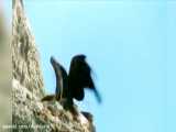 مستند حیات وحش | شکار گوزن و بُز و گراز توسط عقاب ها