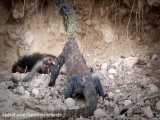 جنگ دیدنی اژده های کومودو و میمون :: اژدهای کومودو مادر میمون را پاره میکند