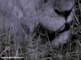 مستند حیات وحش | حملات شیرها به اسب های آبی