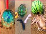 صید ماهی و موجودات عجیب غریب دریایی از ساحل و دریا - قسمت 5