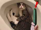 کلیپ طنز گربه های خنده دار - طنز حیوانات خانگی