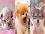توله سگهای بامزه و خنده دار - حیوانات خانگی