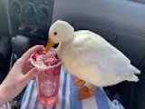مینی اردک استارباکس را امتحان می کند