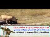 جنگ و شکار حیوانات / شکار اسب آبی توسط شیر / حیوانات