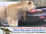حیوانات / حمله شیر به ماشین کنار جاده / کلیپ حمله و جنگ حیوانات