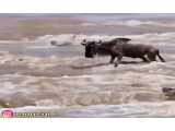 جنگ حیوانات وحشی :: شکار شدن کل یالدار توسط شکارچی خفته رودخانه ها تمساح