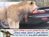 مستند حیوانات / حمله شیر به ماشین کنار جاده / حمله حیوانات