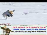 کلیپ نبرد و شکار حیوانات / شکار دیدنی روباه توسط عقاب طلایی