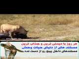 نبرد و حمله حیوانات / شکار اسب آبی توسط شیر / کلیپ حیوانات