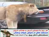 کلیپ حیوانات / حمله شیر به ماشین کنار جاده / کلیپ حمله حیوانات
