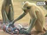 میمونهای لانگور به خاطر میمون جعلی- Spy in the Wild-BBC بیزار هستند