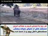 حمله حیوانات وحشی / حمله ببر خشمگین به مرد فیل سوار / حیوانات