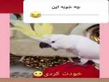 طوطی ته خنده