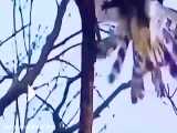 مهارت دیدنی عقاب در شکار سنجاب / سوژه رسانه های جهان