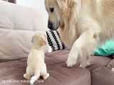 Golden Retriever Meets a Puppy like himself