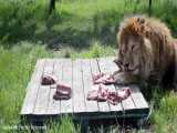 تغذیه بی نظیر شیرها در پارک  تایگان  | حیات وحش