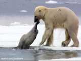 شکار برق آسای خوک آبی توسط خرس قطبی