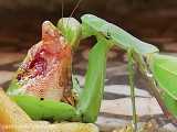 شکار قورباغه سبز توسط مانتیس سبز یا اخوندک