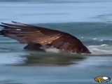 لحظه شکار ماهی توسط عقاب از دریا .